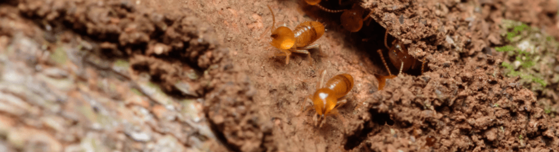 Descupinização em Freguesia do Ó 24 HORAS